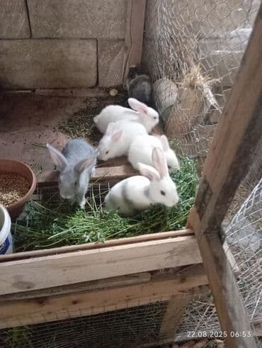 en iri it cinsi: Satılır: Ev şəraitində bəslənmiş balaca dovşanlar 5 eded qalib — 4