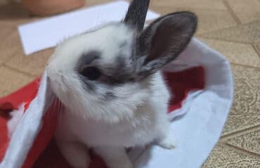 heyvanlar satışı: Salam.bayramin en gozel hediyyesinden biri şirin heyvanlar ile — 6