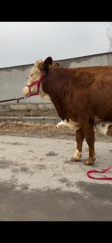 sabuncu heyvan bazari: Satılır: inək bala ilə - Cins: qırmızı-ağ rəngdə, ətlik-südlük tip — 9