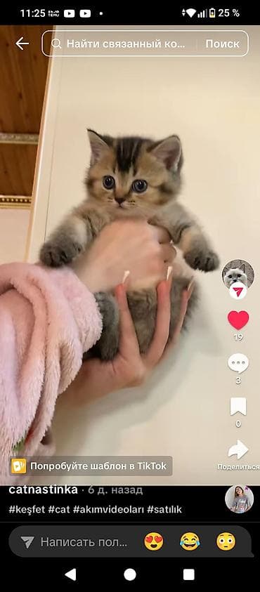 menks cinsli pişik: Qızıl şinşilla, Dişi — 5