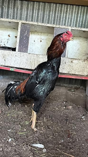 heyvanlar və balaları: Cins: Uzunboylu döyüş tipli xoruz (şamo/aze tipli görünüş) Rəng: Qara — 1