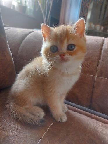 pişik: Qızıl şinşilla — 4