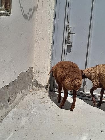 lalafo quzu: Ikisidə erkəkdir super kök quzulardı qırmızı quzu 275 boz quzu 300 m — 2