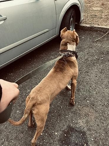 ağ dovşan: Pitbul, 1 il, Erkek — 3