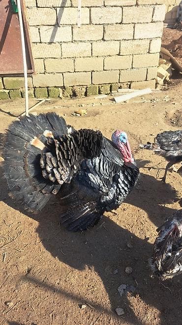 Аквариумы: Damazliq Hinduskalar. 1Xoruz 3 Fere — 1