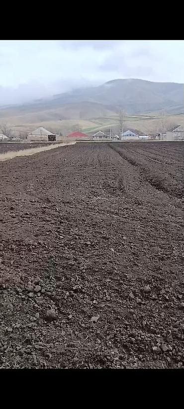 аренда земель сельскохозяйственного назначения: 42 соток, Для сельского хозяйства, Купчая — 2