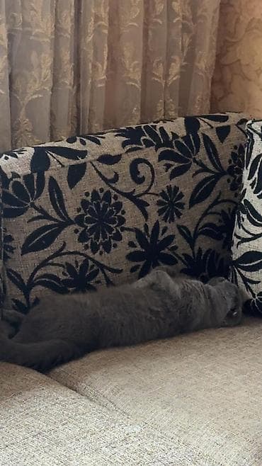 Pişiklər: Şotland — 7