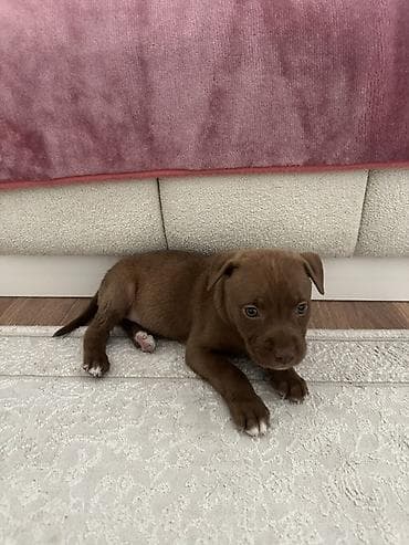 ag xaski: Pitbul, 1 ay, Dişi — 3