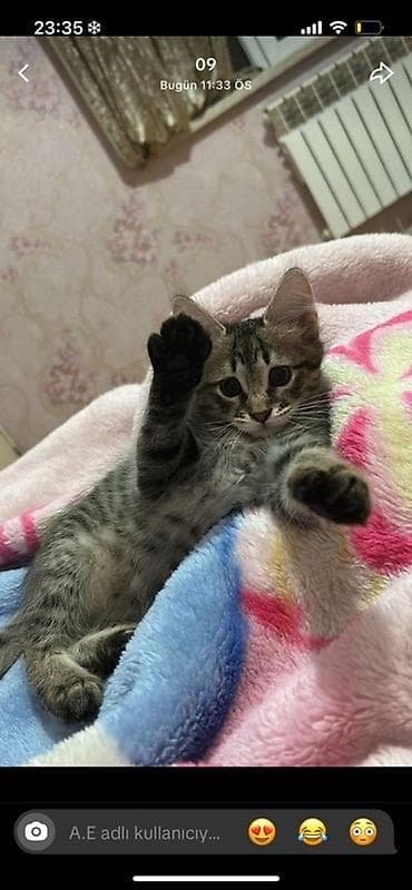 ev qusları: Sibir, Yaxşı əllərə — 2