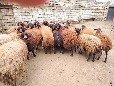 coban axtaranlar: Qoyun sürüsü – yerli ətlik/yunlu tip - Tərkib: eyni həyətdə — 7