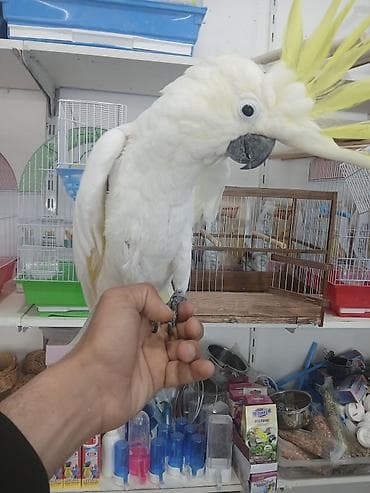 anqut quşu: Dansan kakdu dansir ele gelir isdeyen elaqe saxlaya biler catrilma var — 4