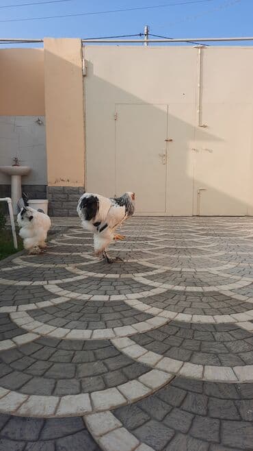 çöl qazı haqqında araşdırma: Toyuq, Brama, Ətlik — 3