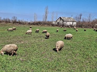 15 baş ana qoyundu satılıq.onlardan 10u balalıdı 5 denesi — 4
