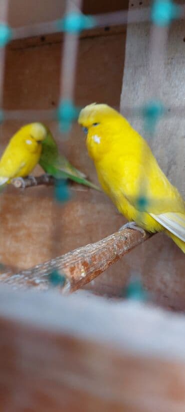 amadin yuvası: Cexlər Təsvir: - Rəng müxtəlifliyi: parlaq limon-sarı (ağ yanaq — 1