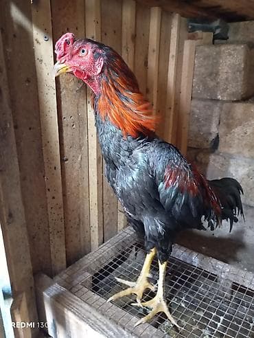 reks dovşan: Heyratı yumurtası satılır.Ariginal,təmiz qan heyvanlardı — 6