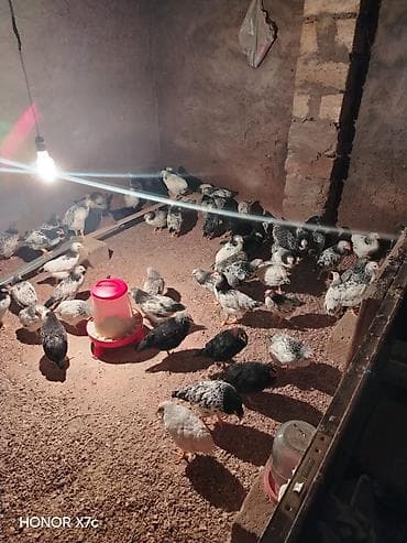 cucə vitaminləri: Toyuq, Damazlıq, Ünvandan götürmə — 5