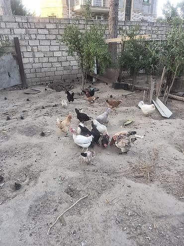 dağ toyuğu: Kənt toyuqları.19 ədəddi. İçində tükünü dəyişəndə var.Saglam — 3