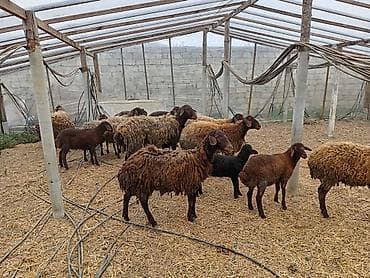 Dişi, Qala, il: 1, 50 kq, Damazlıq, Ünvandan götürmə