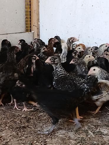 qus dami: 35 günlük cücələrdir. Təbii buğda,qarğıdalı, soya ilə yemlənmişdir. 2 — 1