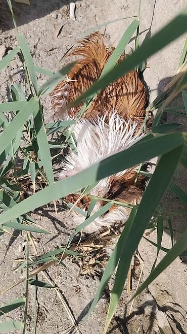 ev goyercinleri: RAZILAŞMA VE BARTER VAR (MARSKOY SİVİNKA) Qvineya donuzu satılır — 3