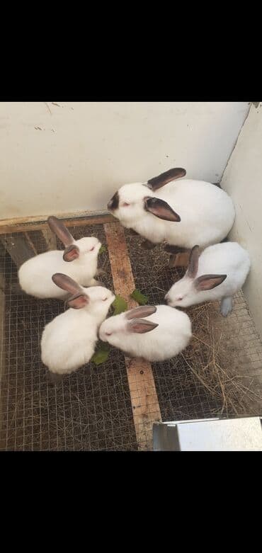 Коровы, быки: Salam təmiz qan Kalfornya sortundan olan sənədli heyvanların — 3