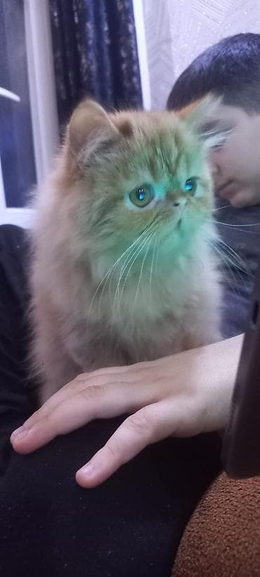 Fars, Erkək, Yaxşı əllərə, Pulsuz çatdırılma