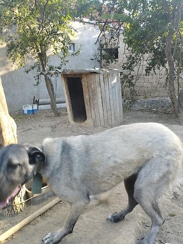 İtlər: Kanqal, 9 ay, Dişi — 2