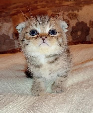 Şotland yastı qulaq