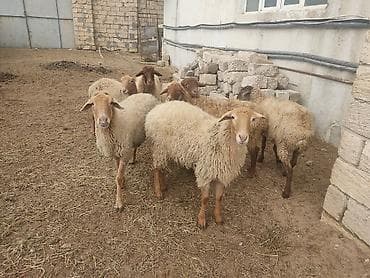 it yuvasi satisi: Dişi, il: 1 — 7