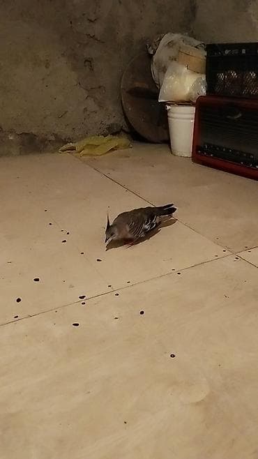 papuqay type 1: Satılır: kekili Avustralya göyərçin (qumrusu) crested pigeon — 2