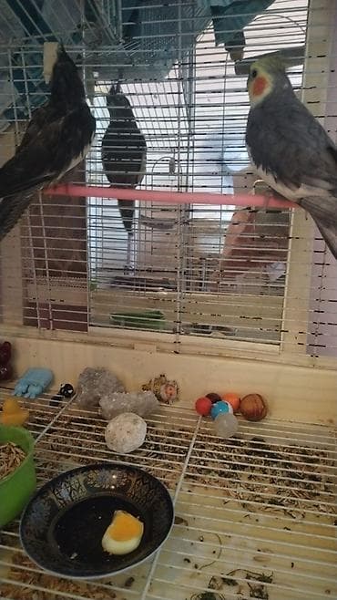 Karella 1 cüt. Sekildeki qefesle birlikde satilir. Saglam quslardir