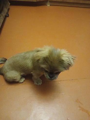 it satisi: Pekines, 3 ay — 2