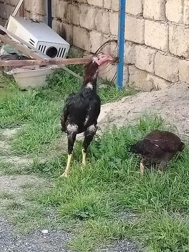 Другие с/х животные: Heyvan isdəyən buyursun amma süper cinsi hərəsi bir birindən — 2