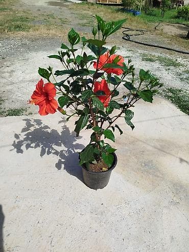 Qırmızı hibiskus (Çin qızılgülü) – saksıda dekorativ kol - Parlaq