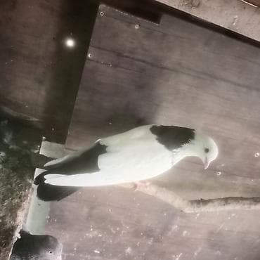 pavlin goyərcin: Qara boyun deste qara quyruq erkek mayad 2- birlikde 30 azn 1 eded — 2