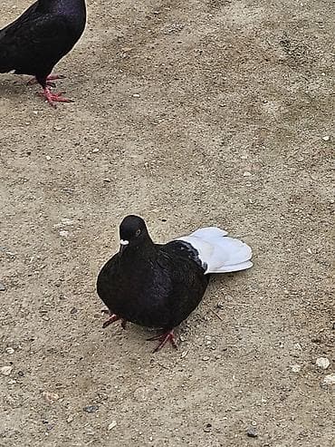 ev pisiyi satisi: Aquyruq maya tutulma quşdu esenerdendi real almaq isdiyen buyursun — 1