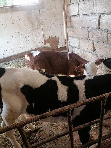 qax heyvan bazar: Salam erkək buzovlardı biri təzə olub biri 33 gündü — 1