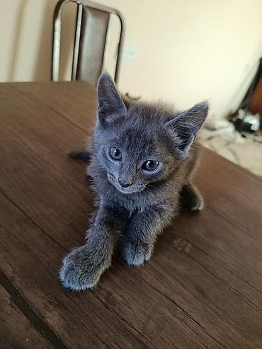 Sahibləndirlir. təcili. Böyük qulaqlı, yumşaq tüklü balaca