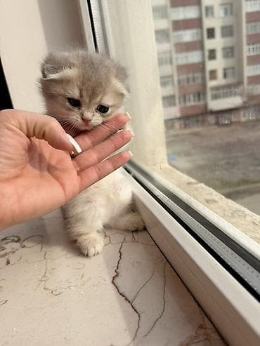 itler sekilleri: Şotland yastı qulaq, Dişi — 8