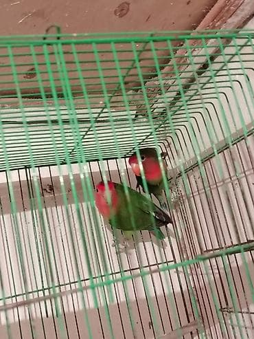 ababil quşu: Məhsul: Dalmat sevgi quşları (lovebird) – bir neçə fərqli rəng — 2