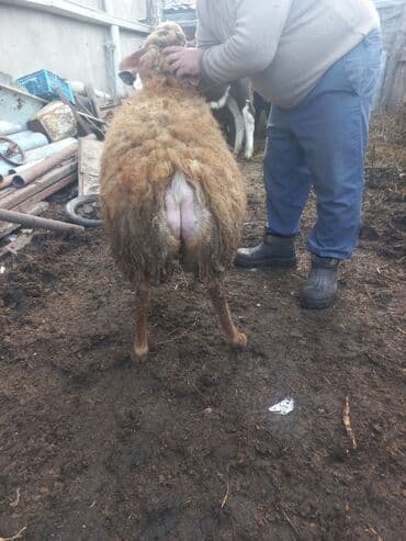 Гуси: Qoyun – yerli ət‑yağlı tip - Cins: yerli ətlik/yağlı quyruq tipli — 6