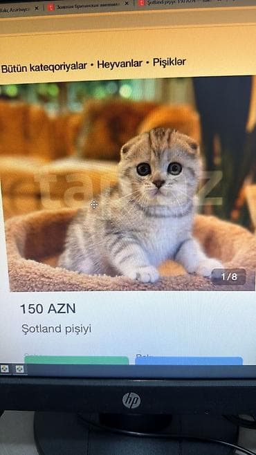 britan pişik: Britan — 6