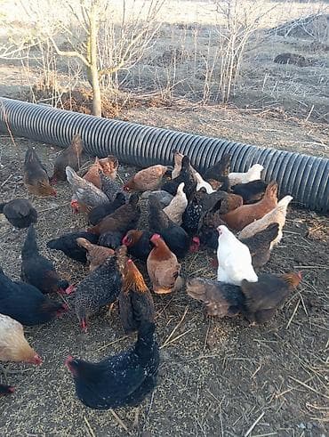 dovsan satilir: Salam. yumurtalıq toyuqlar satılır. ünvan salyan rayonu.şirvan salyan — 4