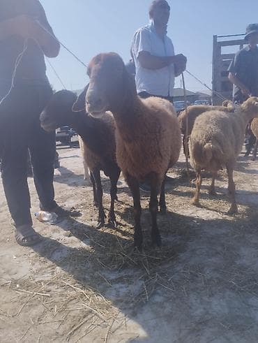 qaz bala: Dişi, Qala, il: 1, 50 kq, Damazlıq, Ünvandan götürmə — 2