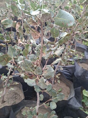 zeytun satisi: Püstə ağacı və yaxud antep fısdığı fisdəşka adlandırılır olduğca nadir — 4