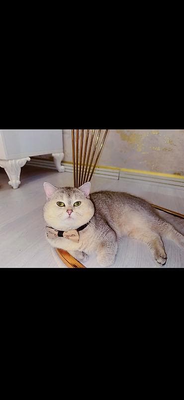 heyvanlar: Şinşilla, Erkək, Cütləşmə üçün — 2