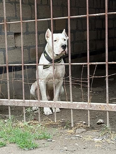 bichon frise qiymeti: Doq, Erkek — 5