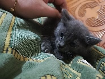 Boz tüklü balaca pişik balası - Rəng: tamamilə boz - Xasiyyət