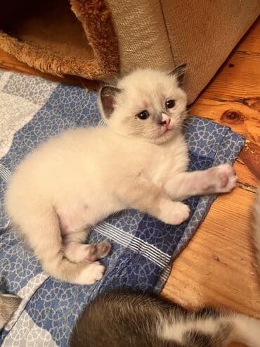 кошки на продажу: Şinşilla, Dişi, Erkək — 4