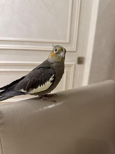 Попугаи: Nimfa tutuquşu (cockatiel) — 1